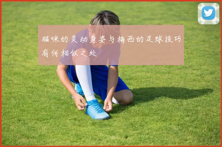 猫咪的灵动身姿与梅西的足球技巧有何相似之处